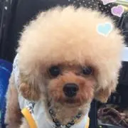 (*^_^*)の画像