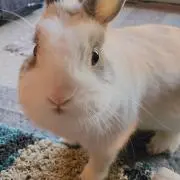 ゆーみん