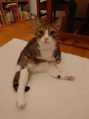 chiguの画像