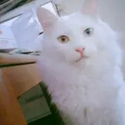ゆーにゃ