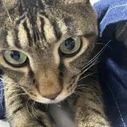 へいたろ
