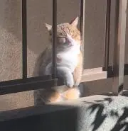 エコのら猫 (see profile)