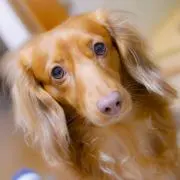 るんちゃんのおみせの画像