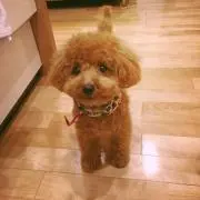 すてこ