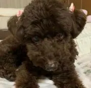 keikoの画像