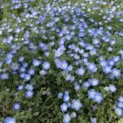 ひよこの画像
