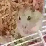 まぴの画像