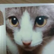 ひんちの画像