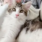 Mokoの画像