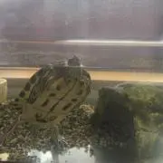 たえの画像