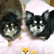モカオレの画像