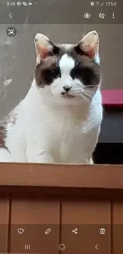 カルビの画像