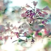 おもちの画像
