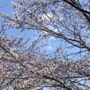 ひーの画像