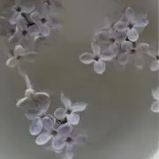 ciの画像
