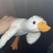 のみの画像