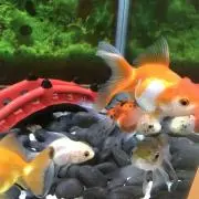 ☆かなごん★の画像