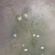 p i sの画像