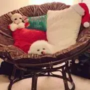 みりんの画像