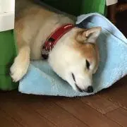 ボビーY