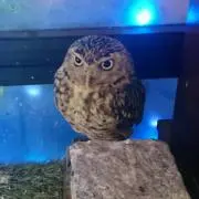 胡麻