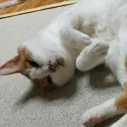すしすし