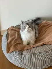 Nora猫