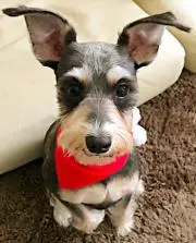 ポチ