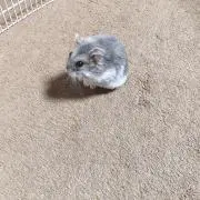 ゆき⭐の画像