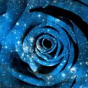 Roseёeccoの画像