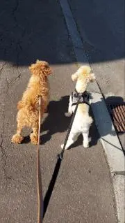 リエリエの画像