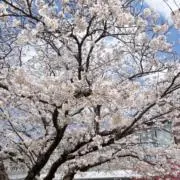ウメの画像