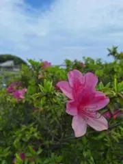 巴の画像