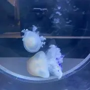 ☆彡の画像