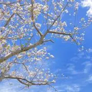 dion（丁寧な梱包とスピード発送）の画像