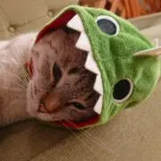 こむぎ