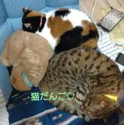 ★どら猫★  (プロフ必読！)