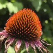 ハイピ