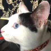 のわの画像