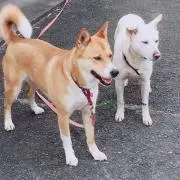 あやや