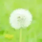 わたこの画像