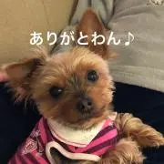 bell berry ฅ՞•ﻌ•՞ฅ