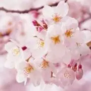 はるはるの画像