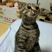にゃんこ先生
