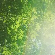 こかぴの画像