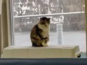 ナオの画像