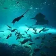 ユウの画像