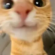 にゃんこポスの画像