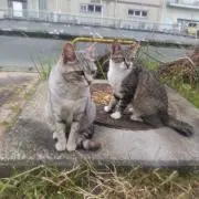 ひなたの画像