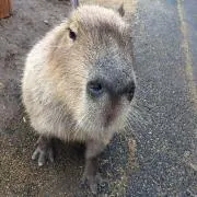 ぬっきー